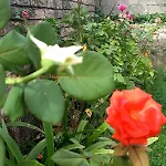 Pensjonat Guesthousemantho Gjirokastra