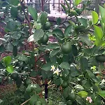 Pensjonat Guesthousemantho Gjirokastra