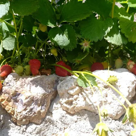 Guesthousemantho Gæstehus Gjirokastër