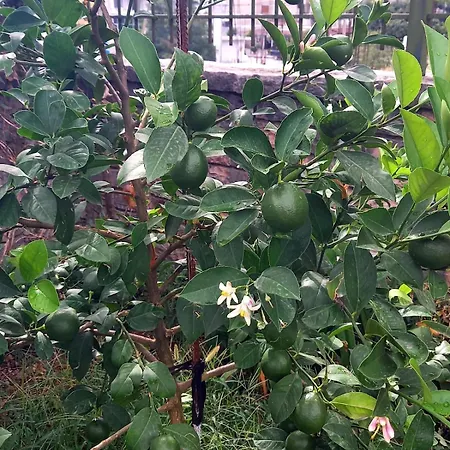 Gæstehus Guesthousemantho Gjirokastër