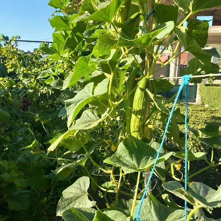 Guesthousemantho Gæstehus Gjirokastër