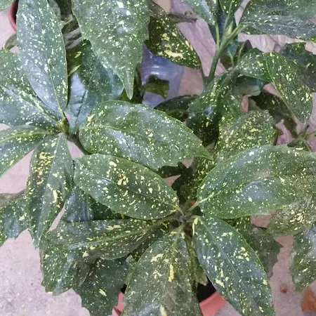 Guesthousemantho Gasthuis Gjirokastër