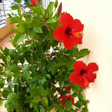 Guesthousemantho Penzion