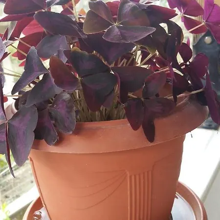 Penzion Guesthousemantho Gjirokastër