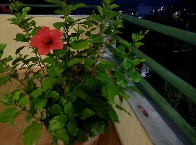 Guesthousemantho Pensión *