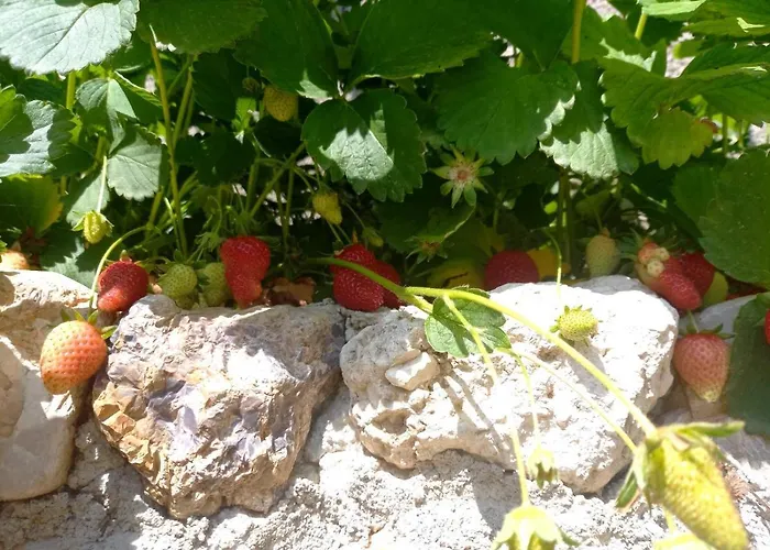 Guesthousemantho Pensión Gjirokastër