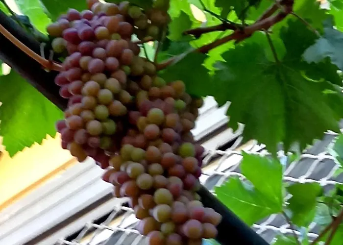 Pensión Guesthousemantho